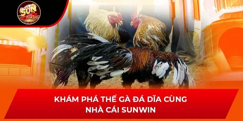 Khám Phá Thế Gà Đá Dĩa Cùng Nhà Cái Sunwin